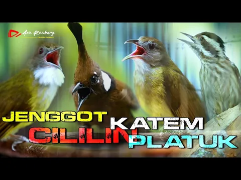 Download MP3 MASTERAN CUCAK JENGGOT _ CILILIN _KAPAS TEMBAK _ PLATUK _ AUDIO JERNIH REAL VIDEO