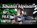 Suara pikat burung sikatan kipasan paling ampuh | mp3 suara pikat burung sikatan