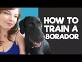 How to train a Borador Puppy My 5 Tips Tricks