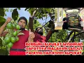 Lagu BERBURU ALPUKAT LAGI SENDIRIAN DAPATNYA MALAH INI LANJUT PACKING DAN KIRIM ALPUKAT 