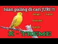 Download Lagu Masteran Burung Kacer | Full Isian Mewah, Bikin Emosi ( Viper )