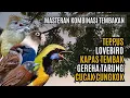 Download Lagu MASTERAN KOMBINASI MEWAH BESETAN CUNGKOK GEREJA TARUNG, TEPPUS, KAPAS TEMBAK, LOVEBIRD