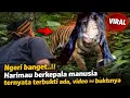 Lagu Ngeri banget.!! Manusia harimau terbukti ada dalam kehidupan nyata, video ini buktinya