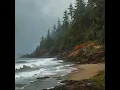 On My Way Home - The National Forest