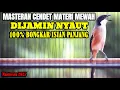 Download Lagu SUARA BURUNG CENDET FULL ISIAN MEWAH TEMBAKAN PANJANG