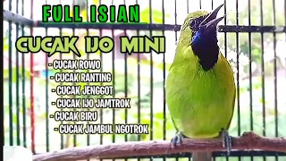 cucak ijo mini gacor full isian pancingan paling cepat u0026 mudah di tiru semua burung