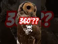 Download Lagu Kunnen uilen hun hoofd 360° draaien?☠️