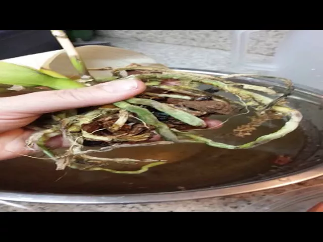 CÓMO REVIVIR UNA ORQUÍDEA SIN FLORACIÓN