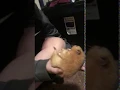 Download Lagu Hamster died from abuse