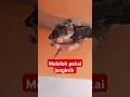 meloloh anakan burung Sriti/pallow pakai jangkrik #burung #hewan #jangkrik