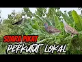 Download Lagu suara pikat perkutut lokal gacor suara besar istimewa 💯% jitu