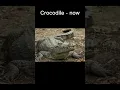 Download Lagu Animals evolved from dinosaurs - Part 1  #animals #dinosaurs #evolve #history #extinction #species