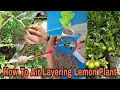 Download Lagu How To Air Layering Lemon Plant  ।  Lemon Plant Guti Kalam  ।  Lemon Tree Air Layering