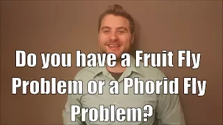 Do you have a Fruit Fly Problem or a Phorid Fly problem