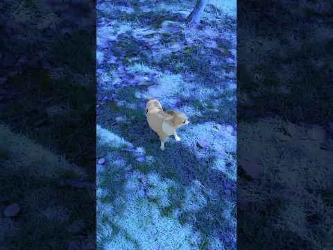 The Filter Failed My Dog 🧐#trend #chihuahua