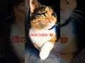 Download Lagu ✨ Stunning from every angle 😻 #cat #cute #ytshorts #trending #trendingshorts #catvideos #coco\u0026loco