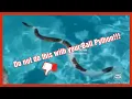 Do Ball Pythons swim and climb