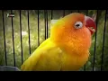 Lagu DOBELAN LOVEBIRD JANTAN !!! CARANYA DAN PAHAMI PERBEDAAN DENGAN JEDA RAPAT