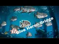 Secret to diving Blue Heron Bridge