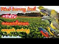Download Lagu Mp3 suara pikat burung kecil paling ampuh sirtu, mantenan, sogok ontong | pikat terampuh 100%