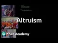 Altruism Individuals and Society MCAT Khan Academy