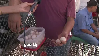حارة العظم بخمسة عشر دينارا التونسي وكال ويشري على بعضو واقبال كبير على دجاج الزينة 
