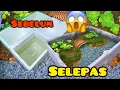 Download Lagu DIY guna tong polistren jadi kolam ikan