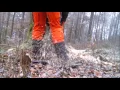 Logging with Stihl MS 461 - Ported