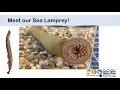 Sea Lamprey Part 1 for Phase 2 MFEI