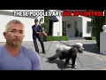 How To Control Four Posh French Poodles Cesar 911 Season 2 Ep 5 - Part 2