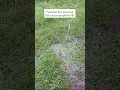 Download Lagu Rainy Days in the Countryside