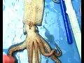 Squid Dissection