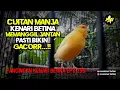 Download Lagu PANCINGAN KENARI BETINA MEMANGGIL JANTAN EPS 299 #pancingankenaribetina #kicaumania #masteran 