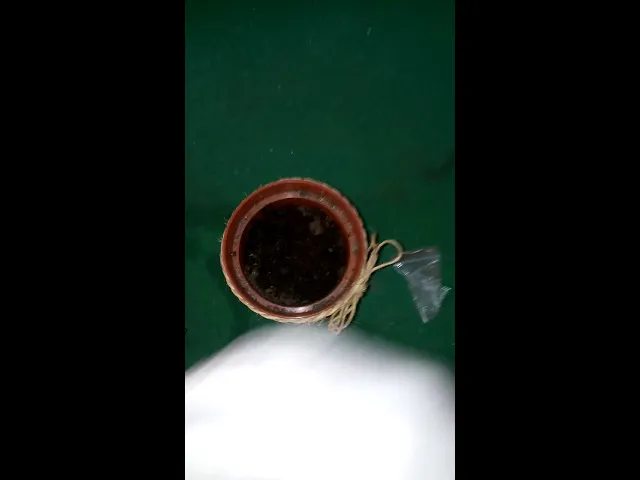 COMO PLANTAR SEMENTE DE ORQUÍDEAS! MANEIRA RÁPIDA E FÁCIL