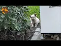 Lagu Dia menggeram dan lari pada hari pertama… Sekarang anjing liar ini memiliki rumah yang penuh kasi...