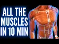 ALL THE MUSCLES OF THE HUMAN BODY IN 10 MIN