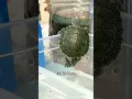 Turtle core