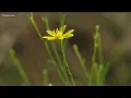Pollen count reaches highest level in 6 years across metro Atlanta