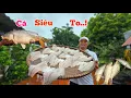 Download Lagu Cá Khổng Lồ Đã Xuất Hiện Và Lần Đầu Ăn Cả C.ứ.t Tôm Là Có Thật... 