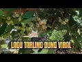 Download Lagu Kumpulan tarling teng dung paling empuk dan enak buat santai
