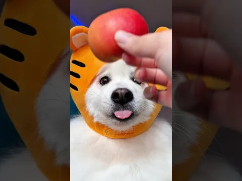 Everyone quiet, Shiro is eating an apple 🍎 #dogshorts #cutedog #funny #dog #samoyed #asmr #puppy