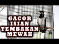 Download Lagu JALAK SUREN GACOR ISIAN TEMBAKAN H CEPAT BIKIN BUNYI JALAK SUREN LAIN  #jalaksuren