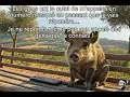 Memes corses hilarants la macagna dans toute sa splendeur Compilation qui va vous faire rire