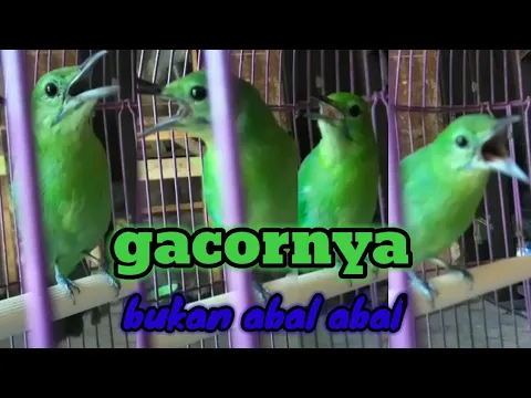 tembakan cucak ijo mini betinasuaraburungcucakijominicucakhijauburungcucakijociminjomin