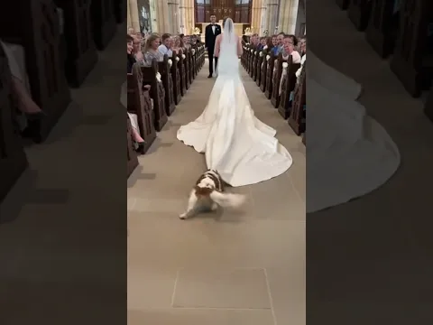 Karma 🐶 Wedding Dog's Playful Surprise! #karma #weddingfun #shorts
