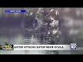Large alligator is caught on camera tackling a smaller alligator