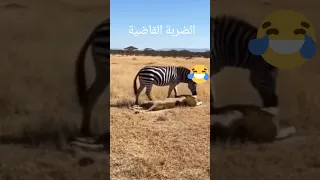 الضربة القاضية 2025 Youtube السعوديه العراق  الضربة القاضية 2025 Youtube السعوديه العراق