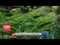 Download Lagu Foodpedia: Tips Mengolah Kangkung
