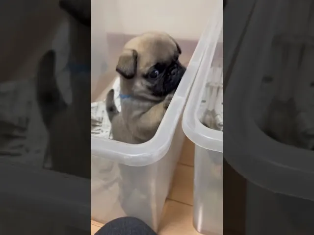 動画