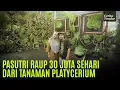 Lagu Mantan Penjual Pentol Raup Cuan 3 Juta Sehari dari Tanaman Tanduk Rusa!